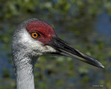 Sandhill Crane II 4-2-11