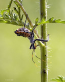 Assassin Bug 4-23-11