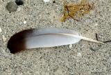 Feather In The Sand 6-19-12