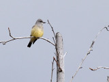 Cassins Kingbird C9250