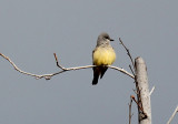 Cassins Kingbird C9283