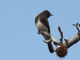 Black Phoebe C9290