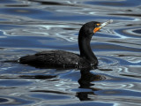 Cormorant C8710