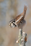 Northern Hawk Owl