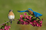 Bluebird couple