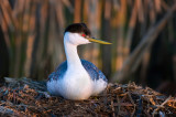 Western Grebe on nest