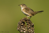 Marsh Wren