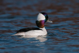 Bufflehead Duck