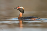 Horned Grebe