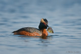 Horned Grebe with sunfish