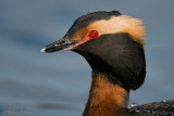 Horned Grebe