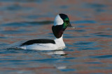 Bufflehead