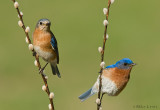 Bluebird combo on willows