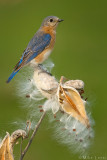 Eastern Bluebird in the prairie