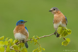 Eastern Bluebird couple