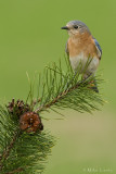 Eastern Bluebird