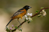 Orchard Oriole