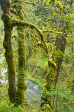 Oregon Moss