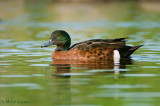 Chestnut Teal