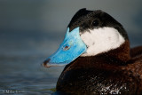 Ruddy Duck (headshot portrait)