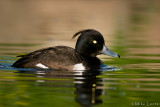 Tufted Duck