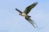 Osprey with nesting material