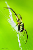 Black and yellow Argiope (female)