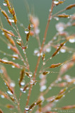 Wet Field Grass