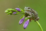 Tree Frog on Hosta pedal