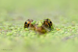 Green frog in Algae