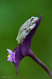 Tree Frog on purple plant
