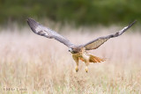 Redtailed Hawk flys low over field
