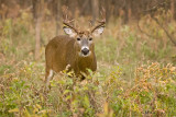 14 pointer in thick stuff