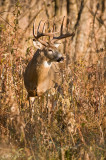 Buck in tall grass
