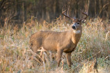 Buck in field grass