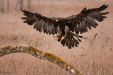 Golden Eagle wings wide