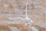 Snowy Owl banking hard