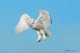 Snowy Owl glancing back