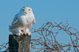 Stoic sentinal