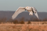 Snowy Owl flight