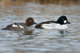 Common Goldeneye pair