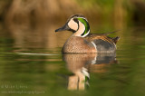 Baikal Teal (Drake)
