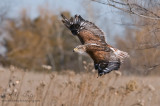 Ferruginous Hawk in flight