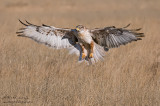 Ferruginous Hawks wings wide