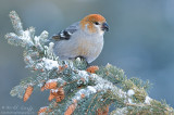 Pine Grosbeak (female )