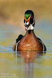 Wood duck