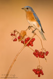 Bluebird on berries