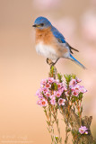 Bluebird on favorite perch