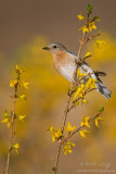 Bluebird on Forsynthia