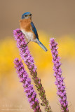 Eastern Bluebird 